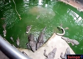 Crocodiles feeding and amateur Thai girlfriend ass spanking